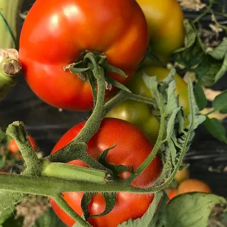 Haunstetter Hof 4* Augsburg